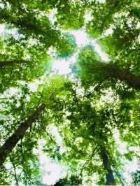 Shanghai: Zuibaichi Park Views🌿🪷