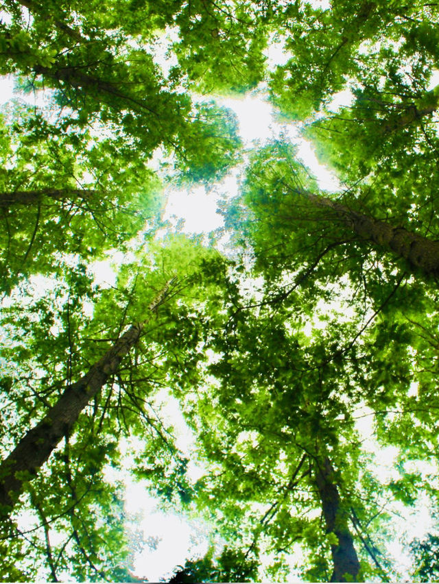 Shanghai: Zuibaichi Park Views🌿🪷 Shanghai: Zuibaichi Park Views🌿🪷