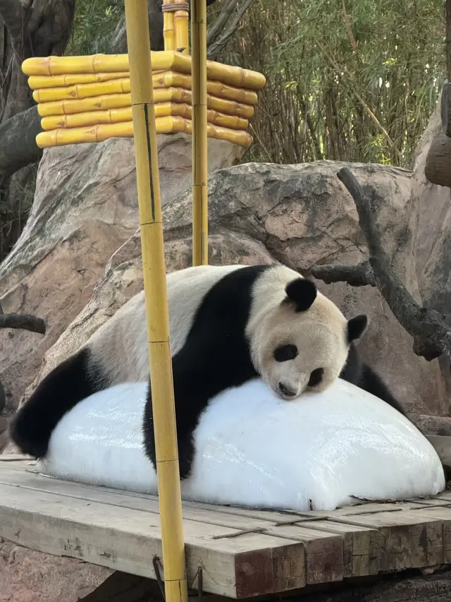 深圳9日間の旅程