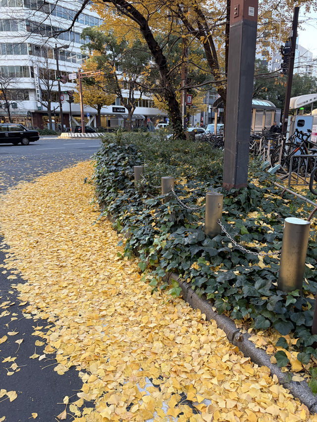 名古屋車站前金黃暴風！百貨步道銀杏滿天飛，像走進日劇