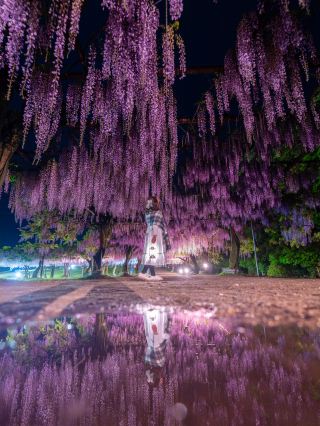 Have you heard of this place? It's Japan's number one wisteria park?! And the entrance fee is only 500 yen!!