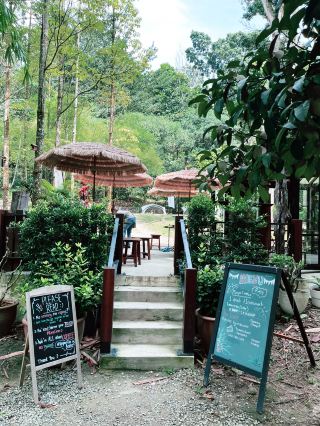 อัญมณีแห่งป่าฝนที่ซ่อนตัวอยู่ท่ามกลางธรรมชาติ