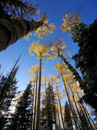 🍂【亞利桑那 . Humphreys Peak】下山途中的完美側寫｜當斜陽遇見金黃 Aspen，大自然把主角光環全給了它 ✨🥾