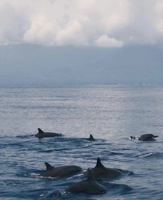 🇵🇭宿霧旅遊指南 | 冒險、海灘與海島生活的完美融合🌊✨