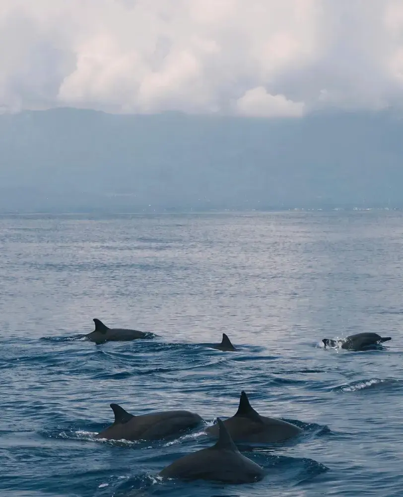 🇵🇭宿霧旅遊指南 | 冒險、海灘與海島生活的完美融合🌊✨