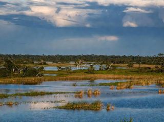 Into the Wild Pantanal