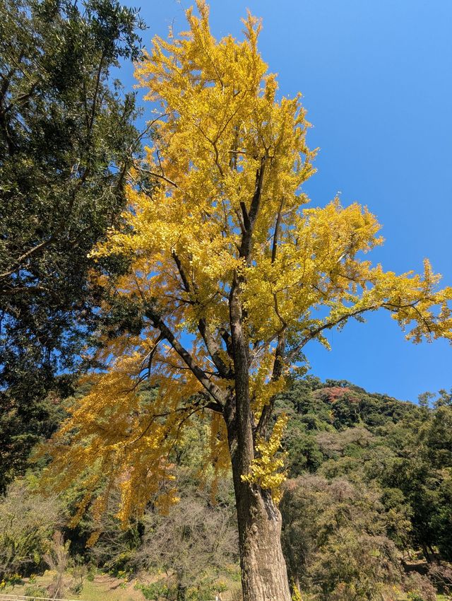 The Foliage Gamble: Chasing Autumn in Kyushu 🍁