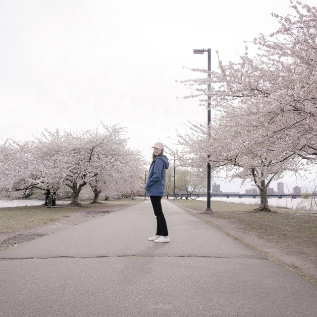 Cherry Blossoms in Boston @ Charles River Esplanade