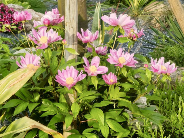 花影醉心：漫步上海植物園的悠然時光