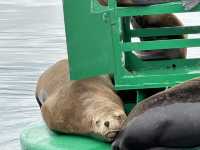 Paracas 'mini Galapagos' and National Reserve trip