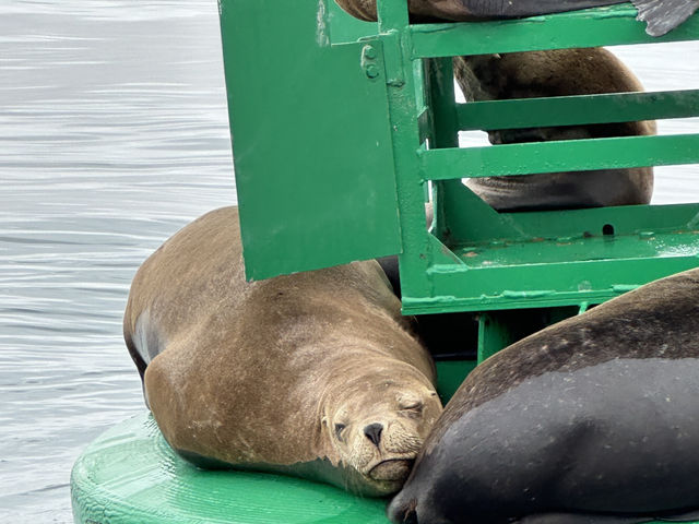 Paracas 'mini Galapagos' and National Reserve trip Paracas 'mini Galapagos' and National Reserve trip