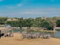 Great day at Safari World Bangkok 🦏