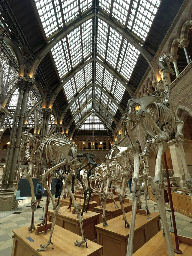 Oxford University Museum of Natural History🇬🇧