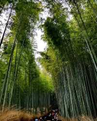 Tranquil Trails of Kyoto's Bamboo Forest