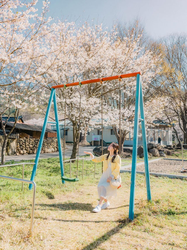 🌸 구례 산수유 마을 🌼