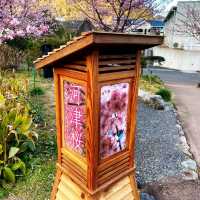🌸河津賞櫻大道🌸超美賞櫻花熱點🌸
