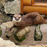 🎠動物遊樂園🦁冒險大世界🎡棲息著160種動物🐼