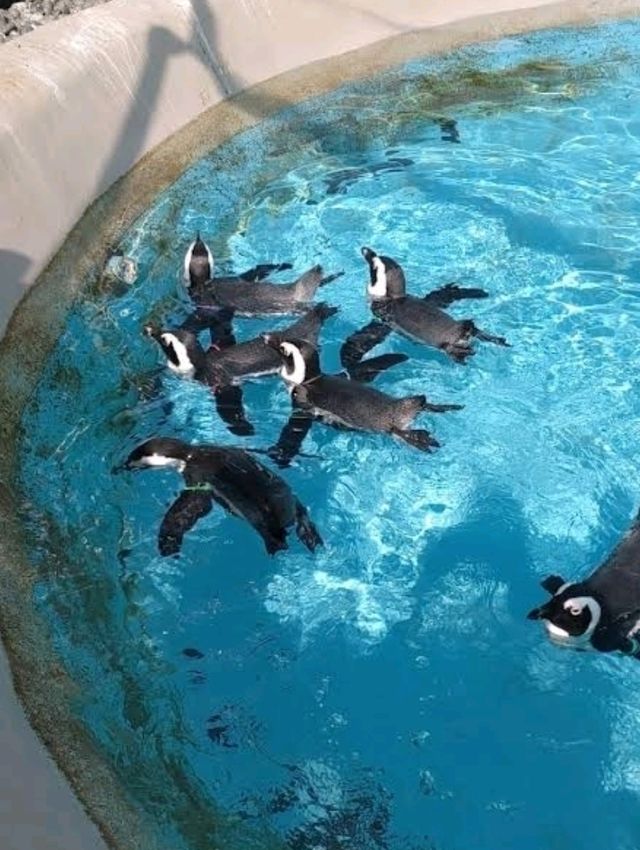 ☀️長井海之手公園 太陽之丘☀️體驗15米高的高空滑索