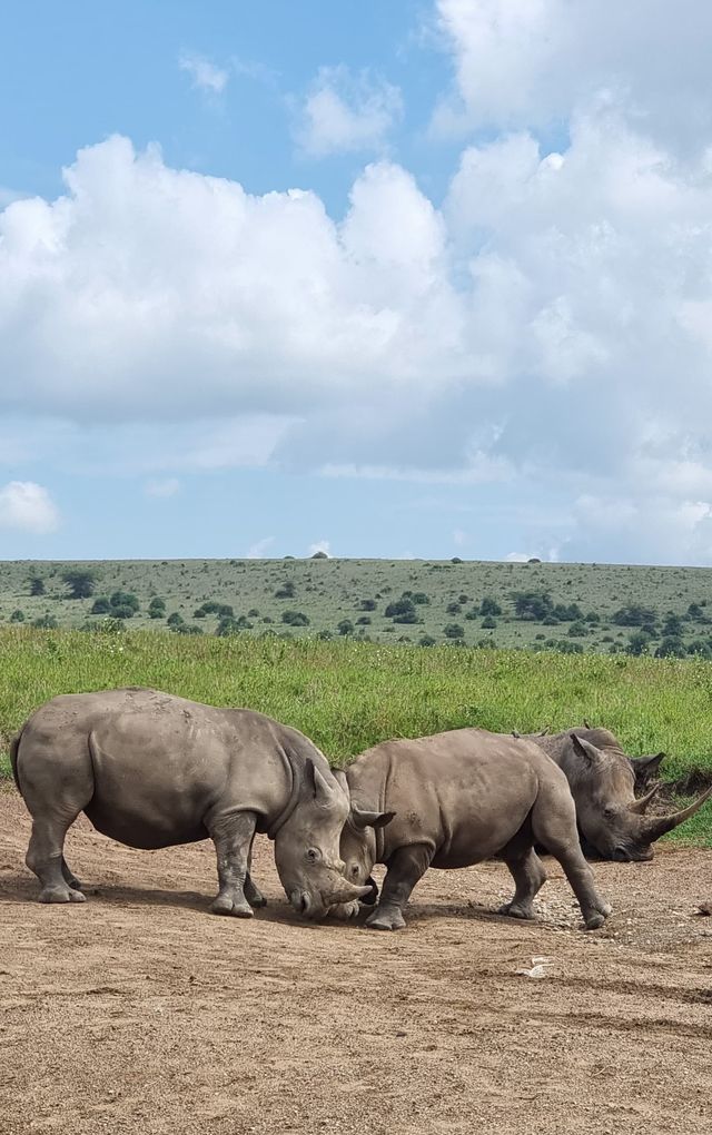 Exploring Nairobi: A Perfect Blend of Adventure, Culture, and Cuisine