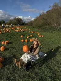 가을에 런던에서 꼭 가봐야할 pumpkin patch 🎃