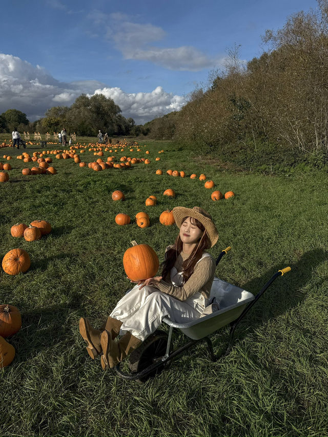 가을에 런던에서 꼭 가봐야할 pumpkin patch 🎃