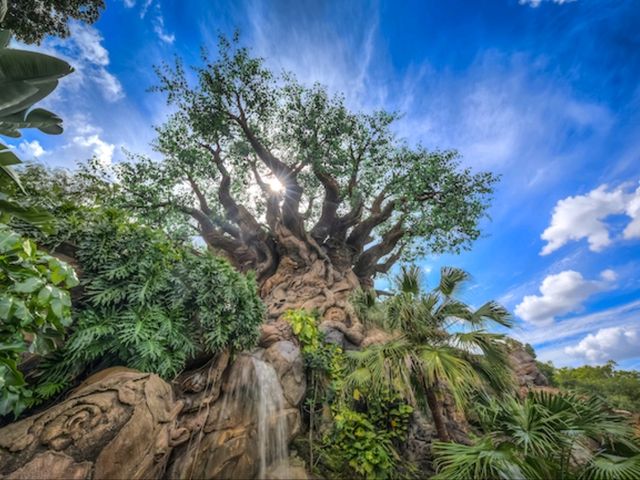 Walt Disney World Resort: The adventure that you will not forget!
