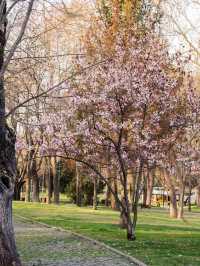 Blossoms & Bookshops: Springtime Charm in Notting Hill