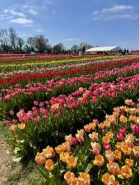 Tulleys Tulip Fest - England 