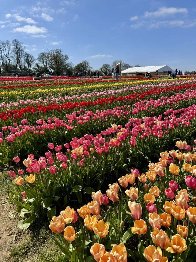 Tulleys Tulip Fest - England 