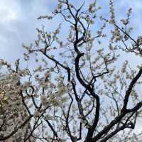 How to spend 4 days in Tokyo
