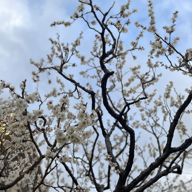 How to spend 4 days in Tokyo