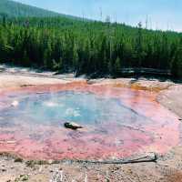 🚗🌲 Top Transportation Tips for Exploring Yellowstone National Park