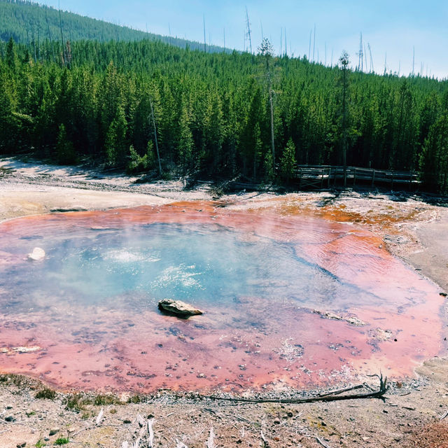 🚗🌲 Top Transportation Tips for Exploring Yellowstone National Park