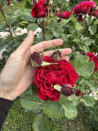 Guesthouse of hundreds of roses