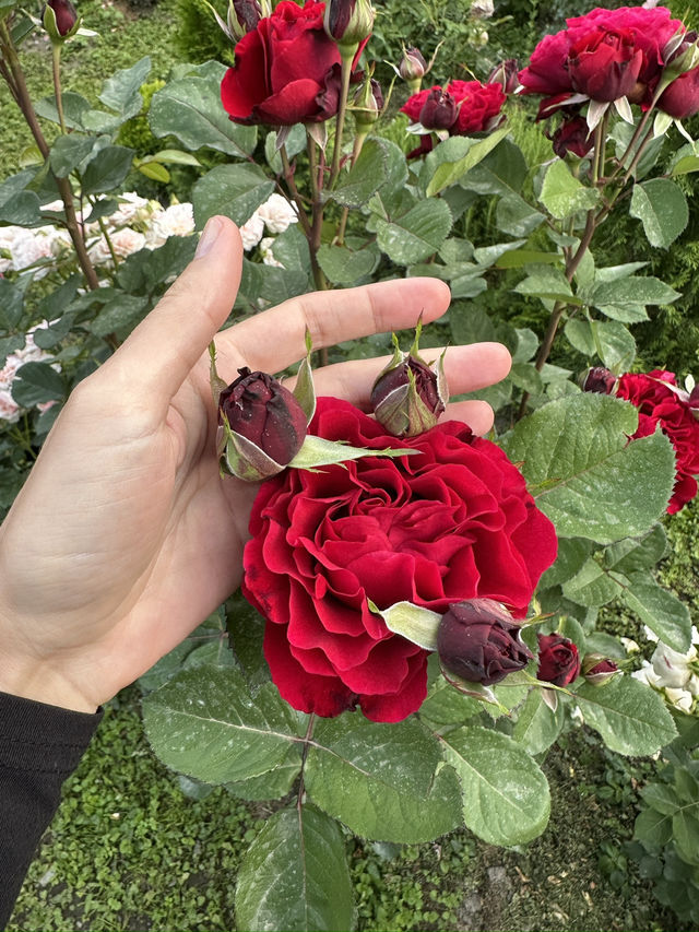 Guesthouse of hundreds of roses