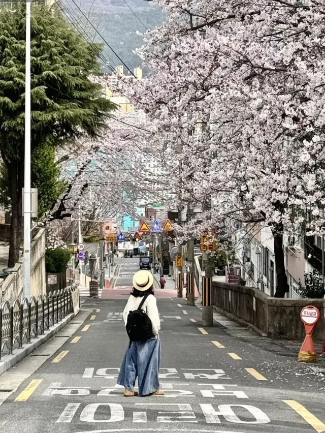 South Korea in Spring: A Quick Travel Guide🌸