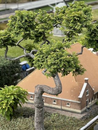 มาดูโรดัม