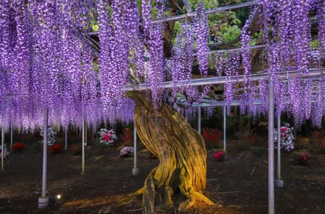 160-year-old Wisteria Waterfall * Only limited to 30 days a year around Tokyo.