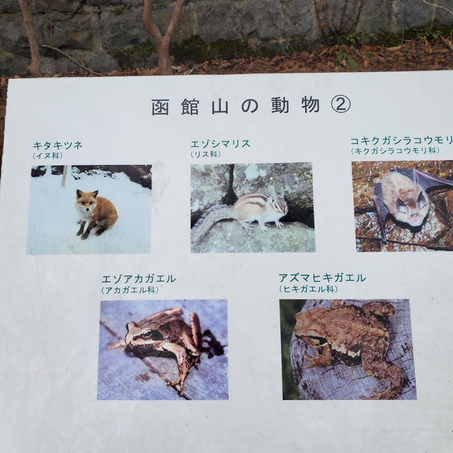 Hiking, trekking @ Mt. Hakodate