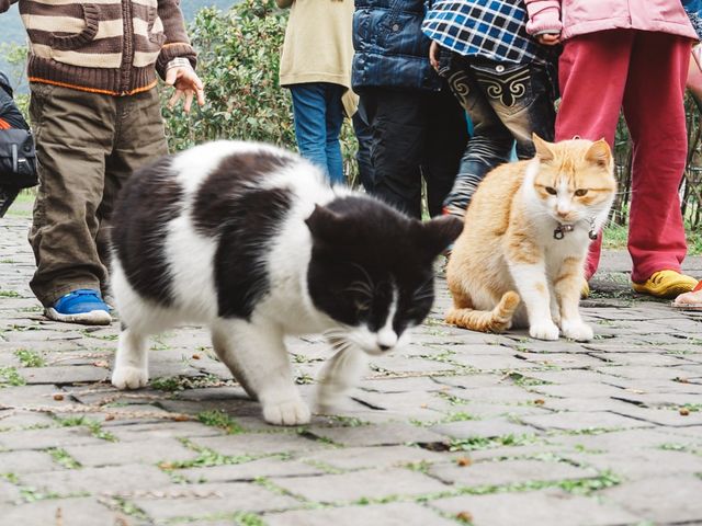 「猴硐貓村」偶遇喵星人