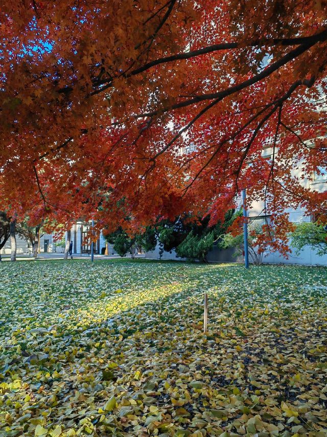 北京友誼賓館/北京最美紅楓，美到失語！