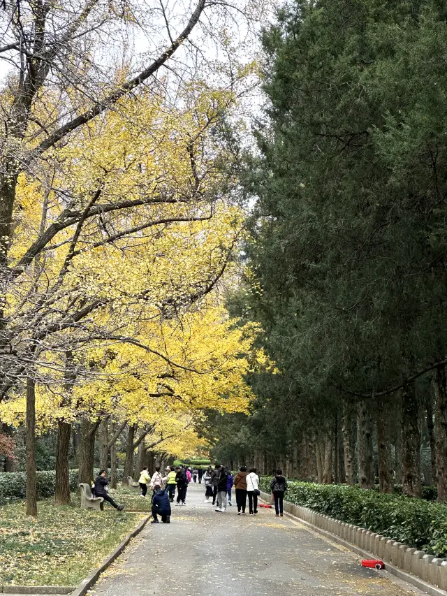 The winter is gradually getting stronger in Ming Xiaoling Mausoleum