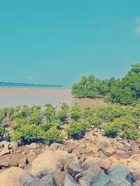 西灣紅樹林公園開啟了寶安“親海”時代