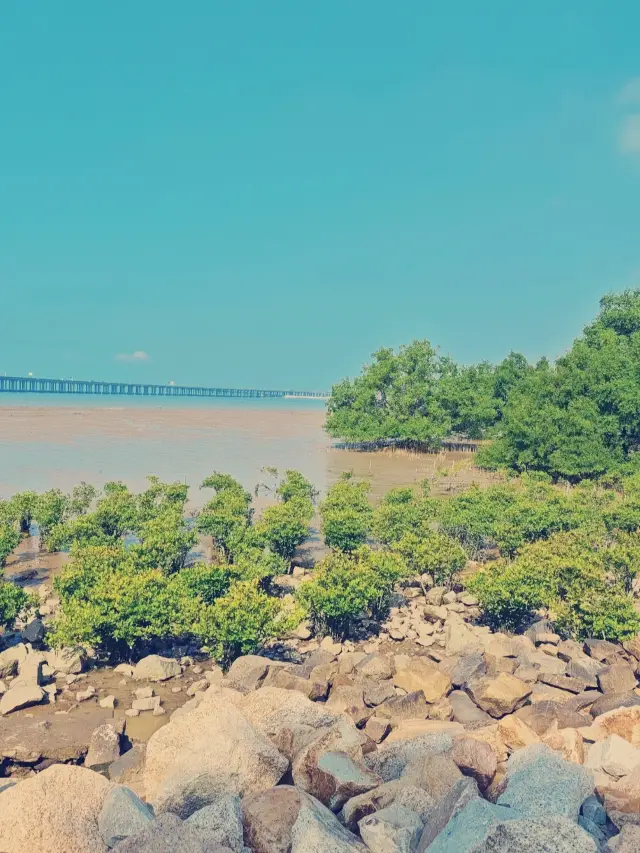 The opening of the Xiwan Mangrove Park has ushered in the 'sea-friendly' era of Bao'an