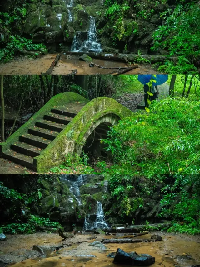 走進山裡針不戳!!!|紫溪山