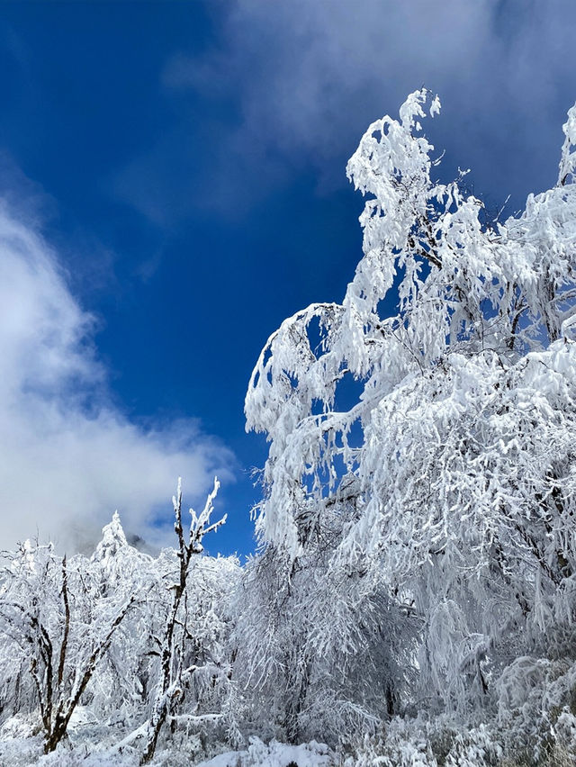 成都出發三小時看雪｜一起去雪山上喝咖啡吧|||