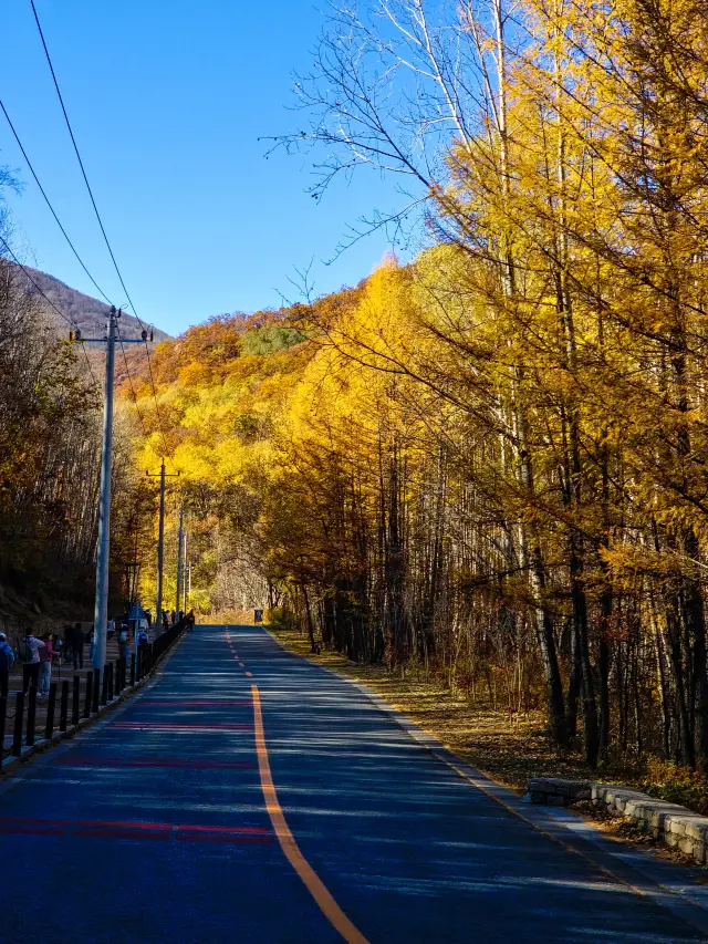 Labagou | The leaves and autumn colors are not enough for the last week