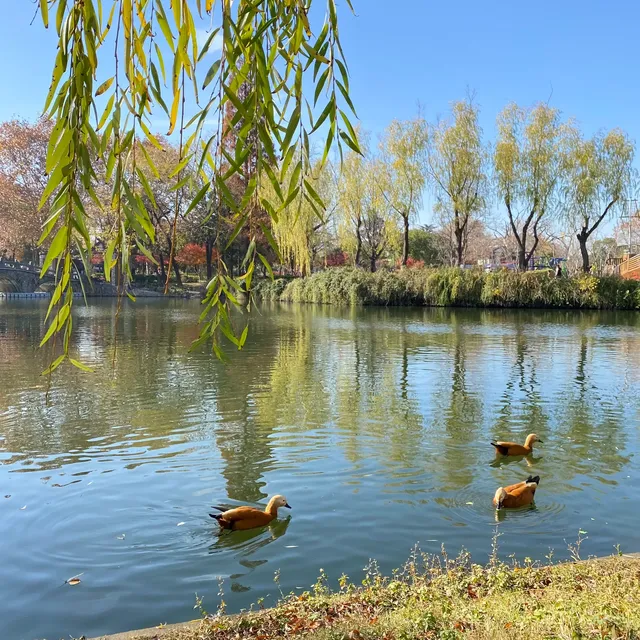 秋色甚好，深秋一定得來一次東園