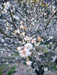 廣州石門國家森林公園賞梅正當時