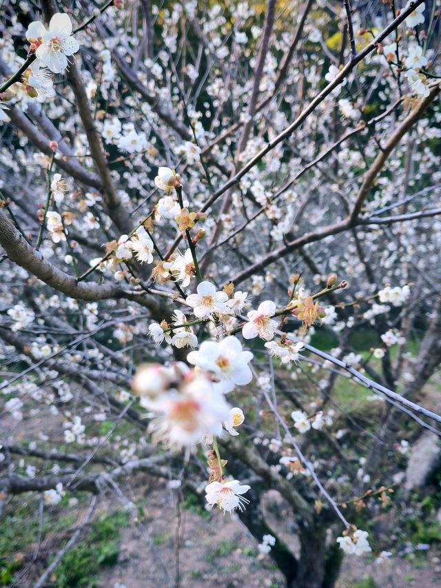 廣州石門國家森林公園賞梅正當時